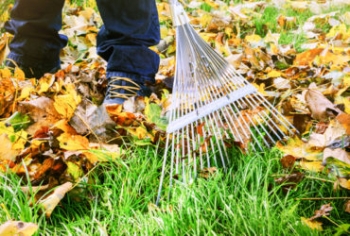 Bảo vệ sân của bạn khỏi sâu bệnh ngoài trời