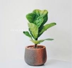 Cây Ficus Lyrata