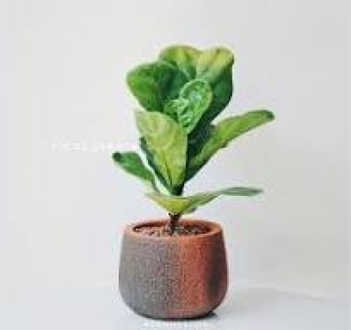 Cây Ficus Lyrata