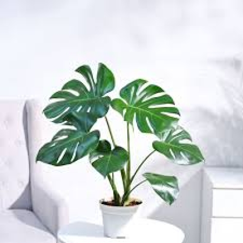 Cây Monstera Deliciosa